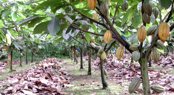 cocoa plant.jpg